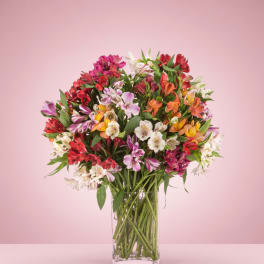 Amazing Alstroemeria