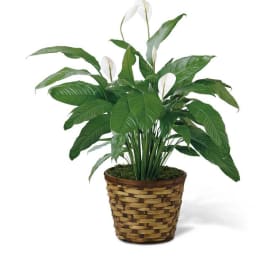 Potted peace lily plant with white blooms in a woven basket