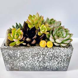 Succulent arrangement in a rectangular gray planter with yellow accents