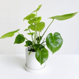 Potted green houseplant with large heart-shaped leaves