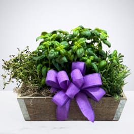 Culinary Herb Planter