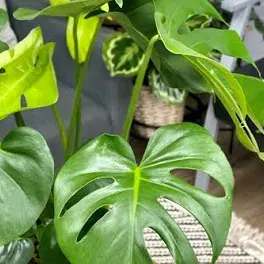Tropical Events- Bulk Floral Packages