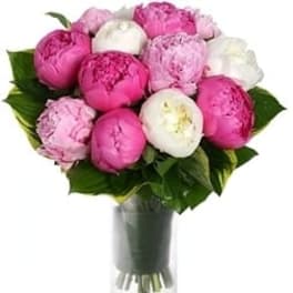 Pink and white peonies arranged in a clear glass vase