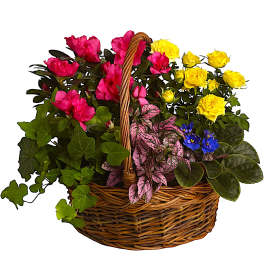 Basket of pink and yellow roses with mixed foliage and small blue flowers