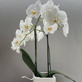 White orchid plant in a square white pot