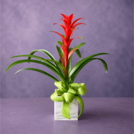 Red bromeliad in a white square pot with a green ribbon
