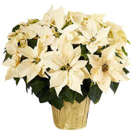 White poinsettia arrangement in a gold pot