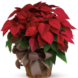 Red poinsettia plant in a woven basket with a red and green plaid bow.