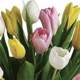 Bouquet of pink, white, and yellow tulips