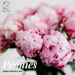 Pink peonies in a close-up floral arrangement