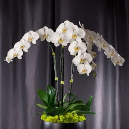 White orchids arranged in a black round container