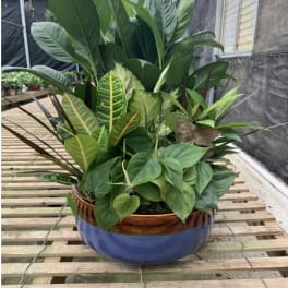 Mixed green potted plant arrangement in a blue ceramic bowl
