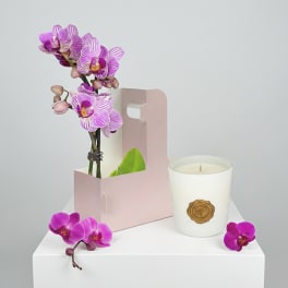 Orchid Light Bundle