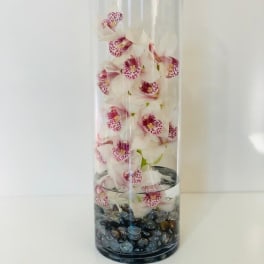 Fairfax's Modern Orchid
