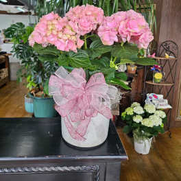 Blooming Hydrangea Plant