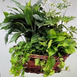 Extra Large Laundry D Dish Garden Basket