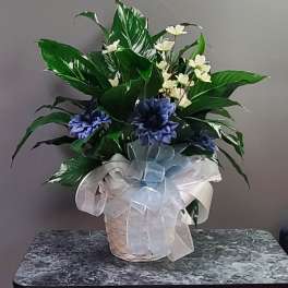 Peace Lilly Dressed Up