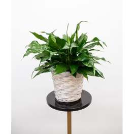 Potted green plant in a white woven basket on a stand