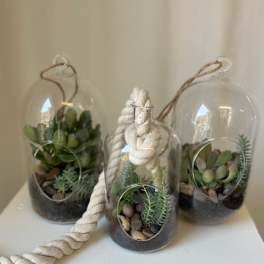 Three small succulents in glass hanging terrariums with rope hangers.