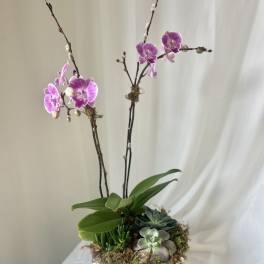 Potted orchid and succulent arrangement in a white container