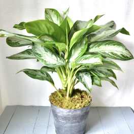 Potted green and silver variegated plant in a metal container