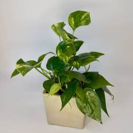Golden Heart Pothos
