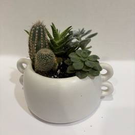 Cactus Succulent Dish Garden