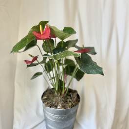 Amazing Anthurium