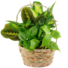 Basket of assorted green houseplants with patterned leaves