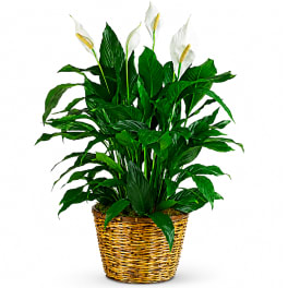 Simply Elegant Peace Lily - Large