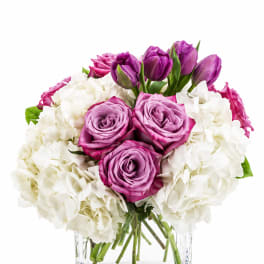 Purple Passion