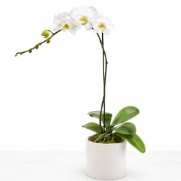 Single Stem Orchid