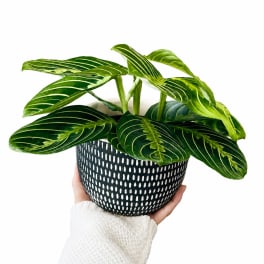 Plant Repotting Service