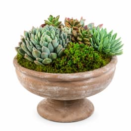 Rustic Succulent Garden
