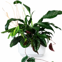 Living Garden