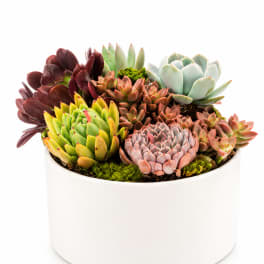 Modern Succulent Garden