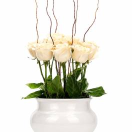 Blume Breeze