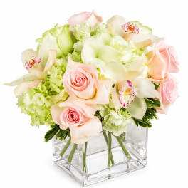 Orchid & Rose