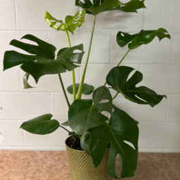 Monstera Plant