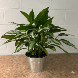 Chinese Evergreen Aglaonema