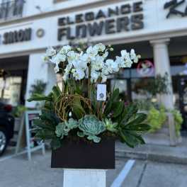 White orchids and succulents arranged in a black planter