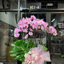 Pink orchid arrangement in a decorative pot with a ribbon bow