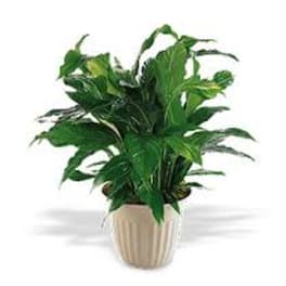 Potted green houseplant in a beige ceramic pot