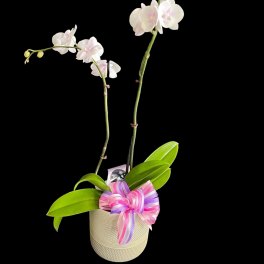 Two white orchid stems in a decorative pot with a pink-purple ribbon