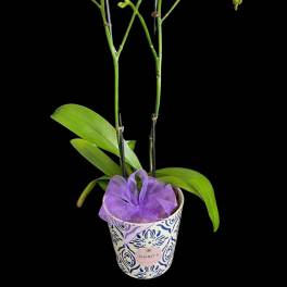 Potted pink orchid with a purple ribbon in a patterned ceramic pot