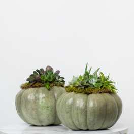 Limited Edition: Fall Succulent Pumpkin (Sage Green)
