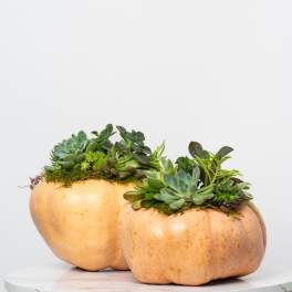 Two pumpkin planters filled with succulents on a white surface
