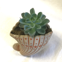 Seaside Succulent Planter