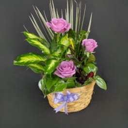 Basket of mixed green plants with three lavender roses and a lavender ribbon bow.