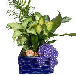 Tropical potted plant arrangement in a blue ceramic container with a purple polka-dot bow